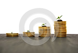Gold coins on wooden table and plant symbolizing growth. Saving money, investing, earning for the future, financial wealth managem