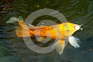 A gold color butterfly koi fish on the surface of the water eating pellets