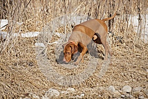 Dog on scent photo