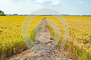 Gold color Rice field Jasmine rice in thailand