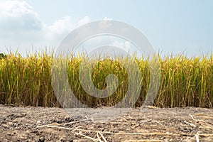 Gold color Rice field Jasmine rice in thailand