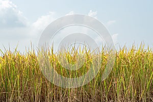 Gold color Rice field Jasmine rice in thailand