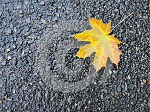 Gold colored autumn leaf on a wet street