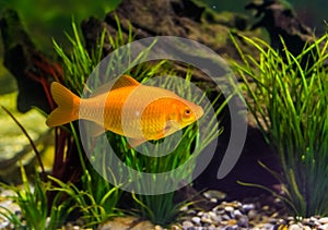 Gold colored fish swimming in the water, popular aquarium pet, ornamental fish