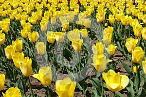 Gold-colored flowers of tulips in April