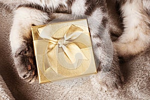 A gold-colored gift box in gray-black cat paws.