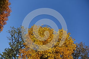 Gold colored leafage of ash tree against blue sky