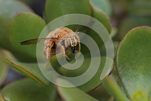 Gold colored male valley carpenter bee