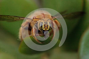 Gold colored male valley carpenter bee