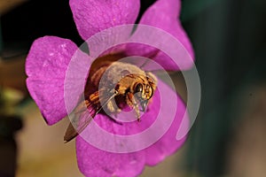 Gold colored male valley carpenter bee