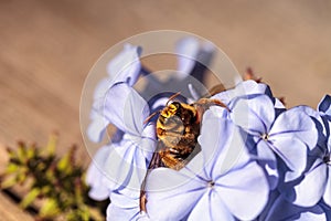 Gold colored male valley carpenter bee