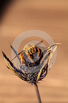 Gold colored male valley carpenter bee