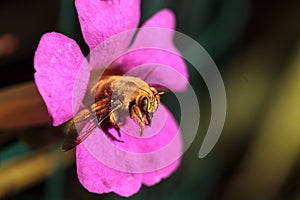 Gold colored male valley carpenter bee