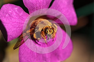 Gold colored male valley carpenter bee