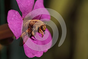 Gold colored male valley carpenter bee