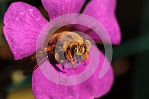 Gold colored male valley carpenter bee