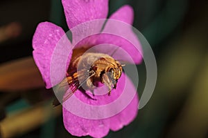 Gold colored male valley carpenter bee