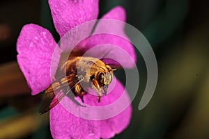 Gold colored male valley carpenter bee