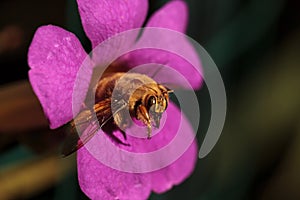 Gold colored male valley carpenter bee