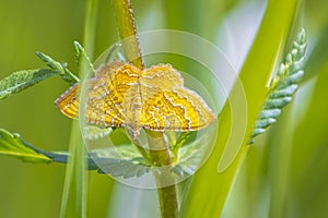 Gold colored Yellow Shell moth Camptogramma bilineata resting