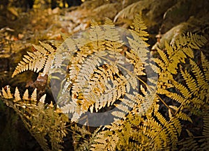 Gold colour ferns leaves green foliage natural floral fern background in sunlight