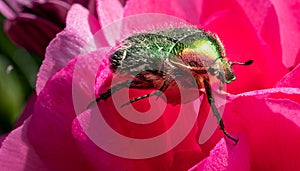 gold-coloured rose beetle sits on a red flower of a flower in the sunshine