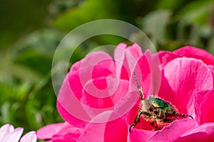 gold-coloured rose beetle sits on a red flower of a flower in the sunshine