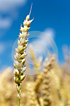Yellow corny field with blue sky and white clouds in the summer - czech agriculture - ecological farming and corn plant photo