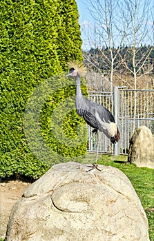 Gold Crested Heron 3