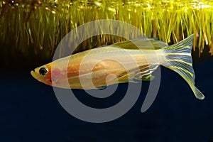 Gold danio