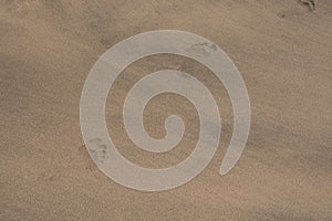 Gold desert Sand texture on the beach