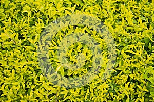 Gold dewdrop leaf background