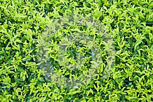 Gold dewdrop leaf background