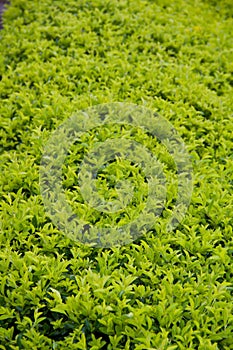 Gold dewdrop leaf background