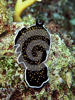 Gold dotted flatworm Thysanozoon sp photo