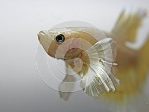 Gold Dumbo Betta Fish photo