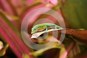 Gold dust day gecko on Bromeliad plant