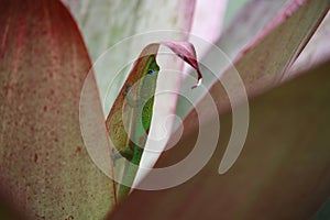 Gold dust day gecko on Bromeliad plant