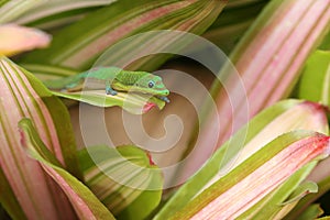 Gold dust day gecko on Bromeliad plant leaf