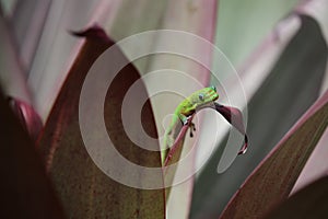 Gold dust day gecko on Bromeliad plant leaf