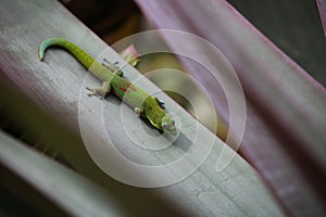 Gold dust day gecko feeding on Bromeliad plant leaf