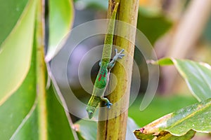 Gold dust day Gecko climbing on palm shoot, upside down, in Hawaii. photo