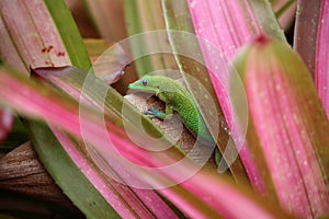 Gold dust day gecko on Bromeliad plant