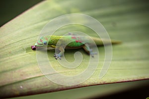 Gold dust day gecko feeding on Bromeliad plant leaf