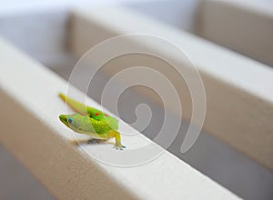 Gold dust day gecko from Hawaii sitting on the railing of a house.