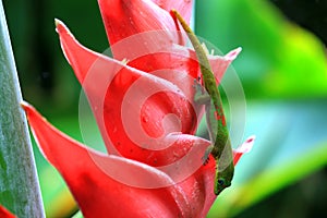 Gold dust day gecko on Heliconia flower