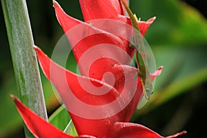 Gold dust day gecko on Heliconia flower