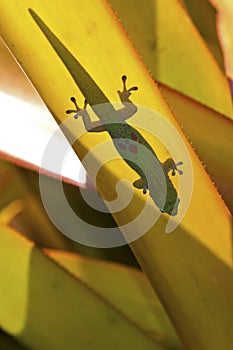 Gold Dust Day Gecko