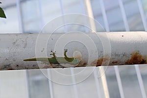 Gold Dust Day Gecko - Phelsuma Laticauda