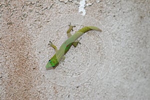 Gold Dust Day Gecko - Phelsuma Laticauda